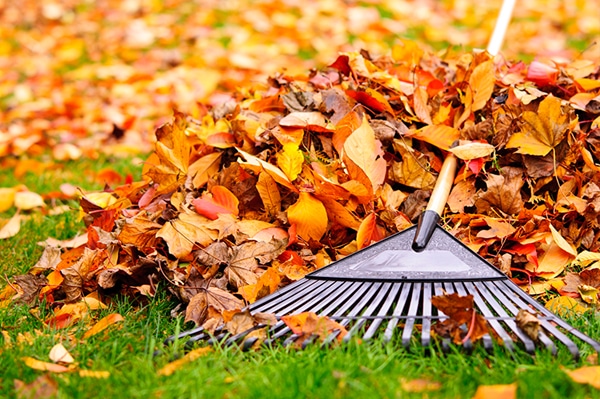 raking the fall leaves